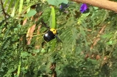 Xylocopa pubescens