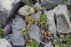 Polygonum aviculare