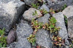 Polygonum aviculare