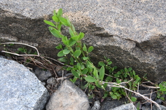 Polygonum aviculare