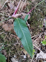Persicaria jucunda