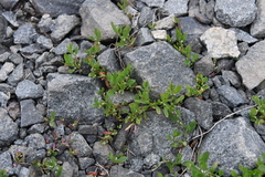Polygonum aviculare