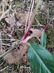 Persicaria jucunda