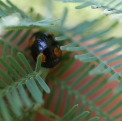 Peltoschema tetraspilotum