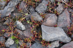 Polygonum aviculare