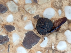 Phyllomegacopta majuscula