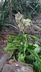 Veltheimia bracteata
