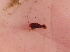 Diaptomidae