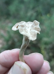 Craterellus cinereus