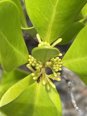 Scyphiphora hydrophylacea