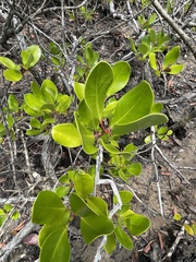 Scyphiphora hydrophylacea