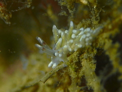Rubramoena rubescens