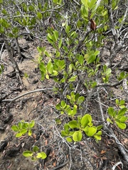 Scyphiphora hydrophylacea