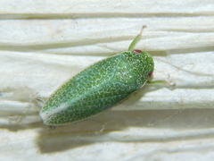Hamana