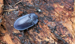 Pterohelaeus planus