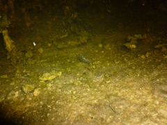 Cyprinodon macularius