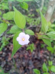 Mostuea brunonis
