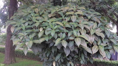 Aphelandra squarrosa