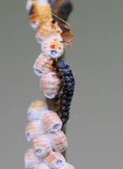 Rhyzobius ventralis