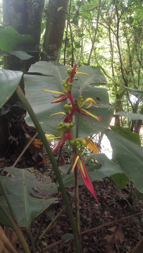 Heliconia schiedeana (Heliconia schiedeana)