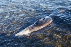Ziphius cavirostris