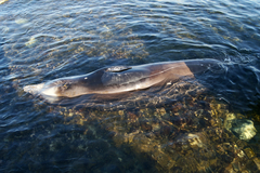 Ziphius cavirostris