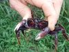 São Tomé Land Crab - Photo (c) Anne-Hélène Paradis, some rights reserved (CC BY-NC), uploaded by Anne-Hélène Paradis