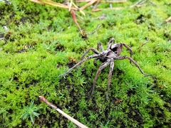 Alopecosa inquilina