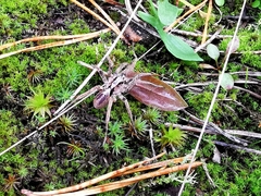 Alopecosa inquilina