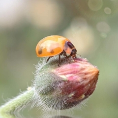 Coccinella transversalis