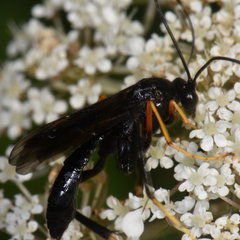 Exetastes fornicator