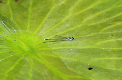 Ischnura capreolus