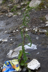Rumex pseudonatronatus