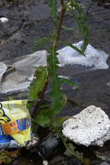 Rumex pseudonatronatus