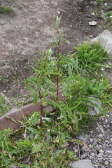 Rumex pseudonatronatus