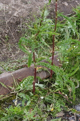 Rumex pseudonatronatus
