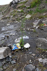 Rumex pseudonatronatus