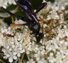 Exetastes fornicator