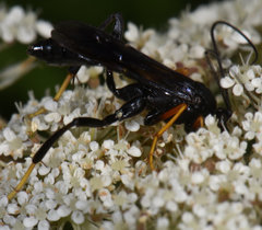 Exetastes fornicator