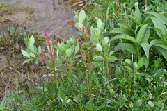 Rumex lapponicus