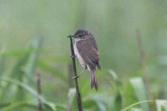 Acrocephalus concinens