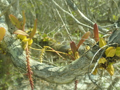 Bulbophyllum rubrum image