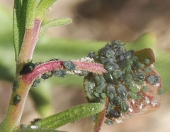 Aphis fumanae