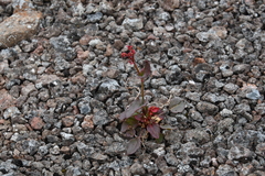 Rumex acetosa pseudoxyria
