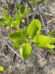 Scyphiphora hydrophylacea