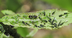 Aphis farinosa