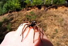 Alopecosa inquilina