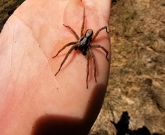 Alopecosa inquilina