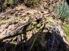 Alopecosa inquilina