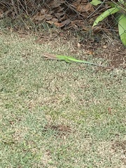 Ameiva ameiva